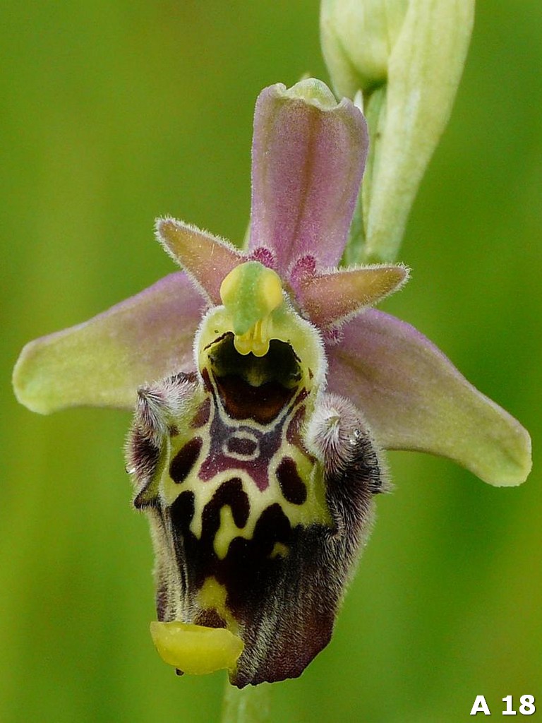 Ophrys dinarica (=Ophrys personata)  in Abruzzo